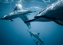 世界杯比赛直播地址-刘思彤、纪立家担任冬残奥会开幕式中国体育代表团旗手